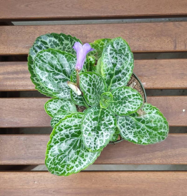 Streptocarpus Pretty Turtle | Ø13cm H15