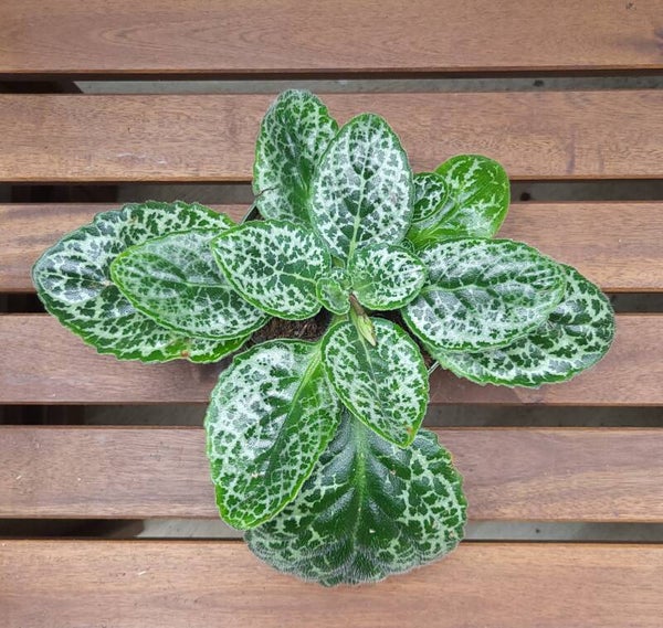 Streptocarpus Pretty Turtle | Ø13cm H15cm