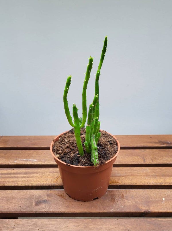 Euphorbia Leucodendron Cristata | Ø13cm H15cm