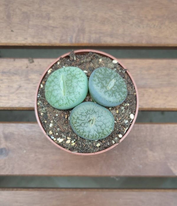Lithops | Ø8,5cm