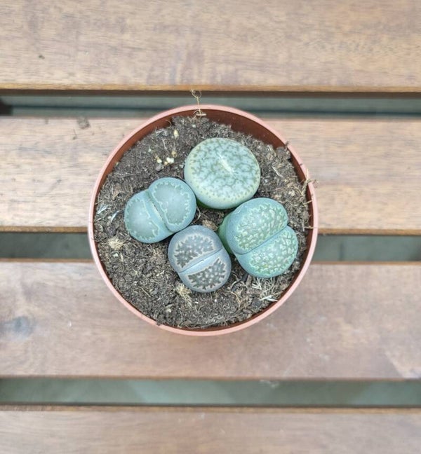 Lithops | Ø8,5cm