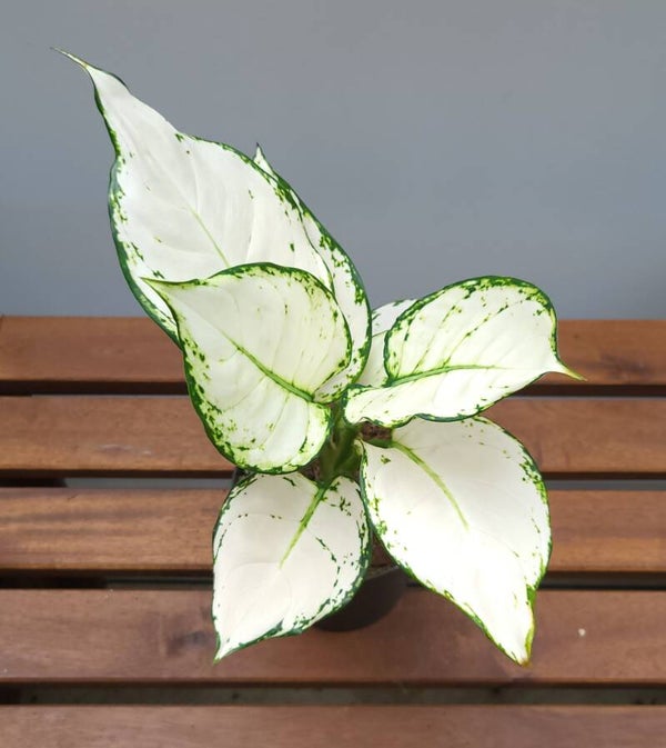Aglaonema 'White Joy' | Ø12cm H30cm