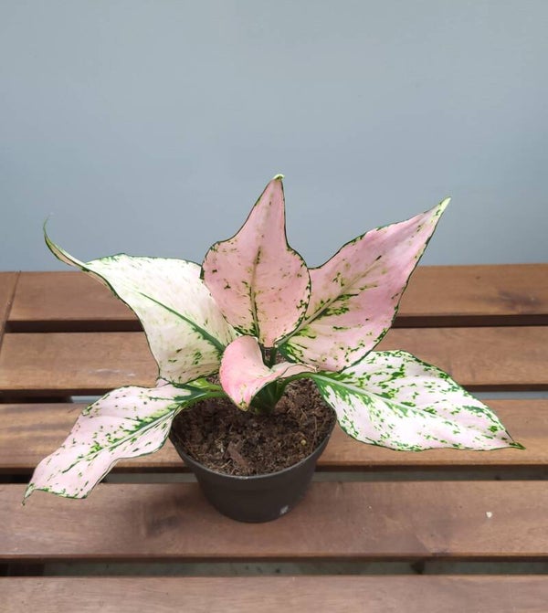 Aglaonema Rosy | Ø12cm H28cm