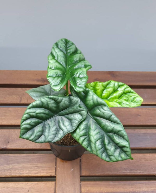 Alocasia baginda 'Green Dragon' | Ø14cm H23cm