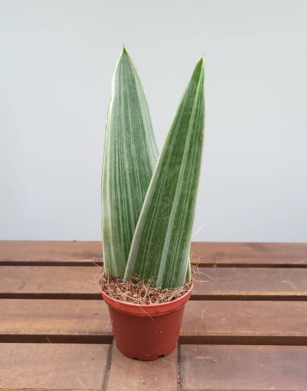 Sansevieria trifa. Metallica | Ø8cm H26cm