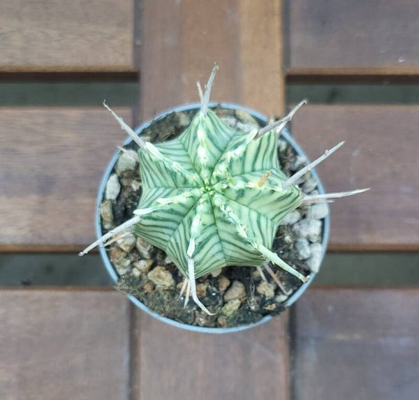 Euphorbia Meloformis Variegata | Ø6,5cm H10cm