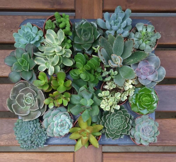 Vetplantjes mini - complete tray