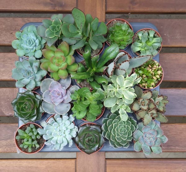 Vetplantjes mini - complete tray