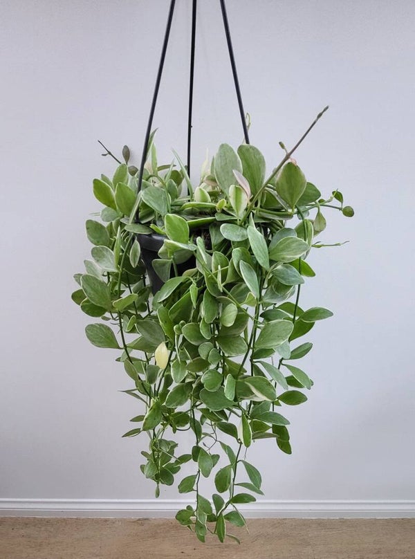 Dischidia Oiantha Variegata | Ø14cm