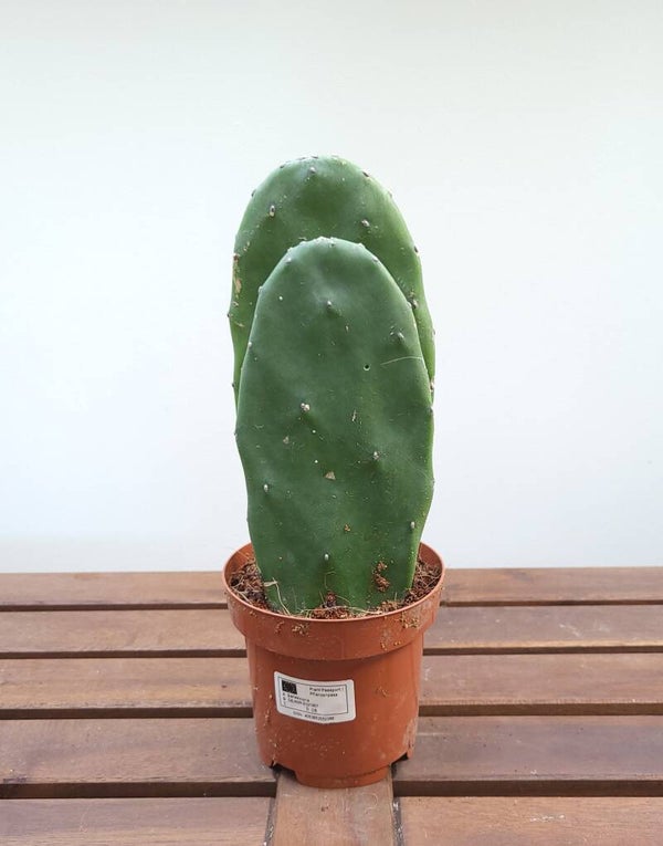 Opuntia Cochenillifera | Ø12cm H28cm
