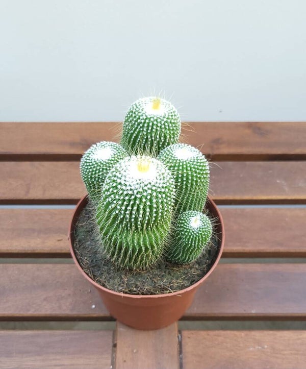 Notocactus parodia leninghausii cv. inermis | Ø13cm H20cm