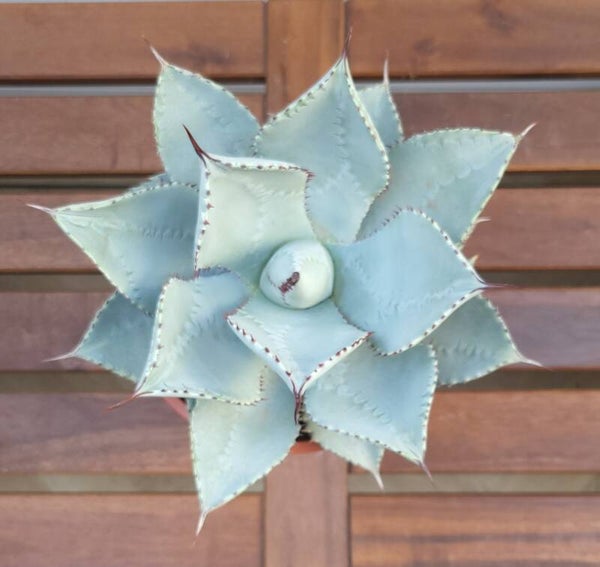 Agave Dragon Toes | Ø17cm H28cm