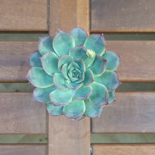 Echeveria | Ø8,5cm H10cm