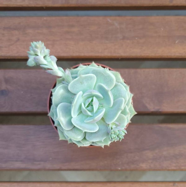 Echeveria | Ø8,5cm H10cm