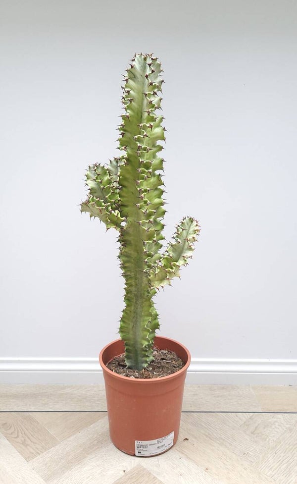 Euphorbia Erytrea variegata | Ø19cm H75cm