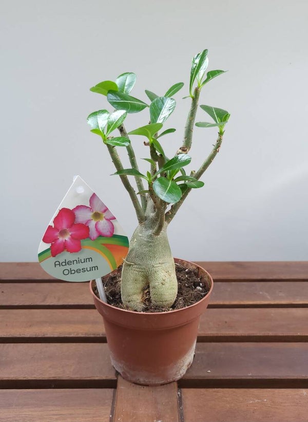 Adenium obesum | Woestijnroos | caudex | Ø12cm H30cm