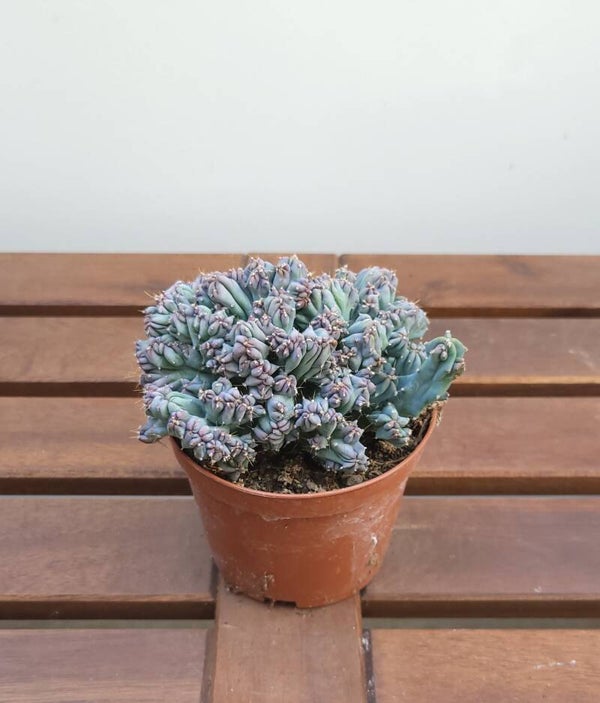 Myrtillocactus Geometrizans | Ø10,5cm H12cm