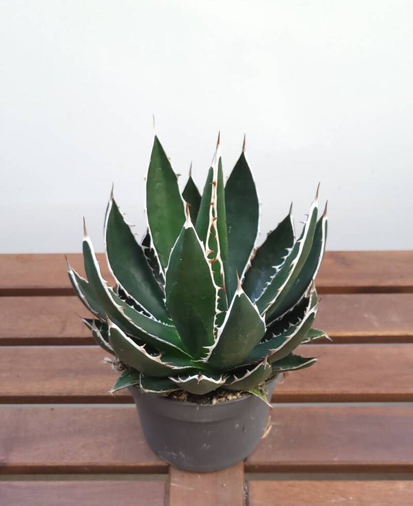 Agave Titanota | Ø13cm H25cm