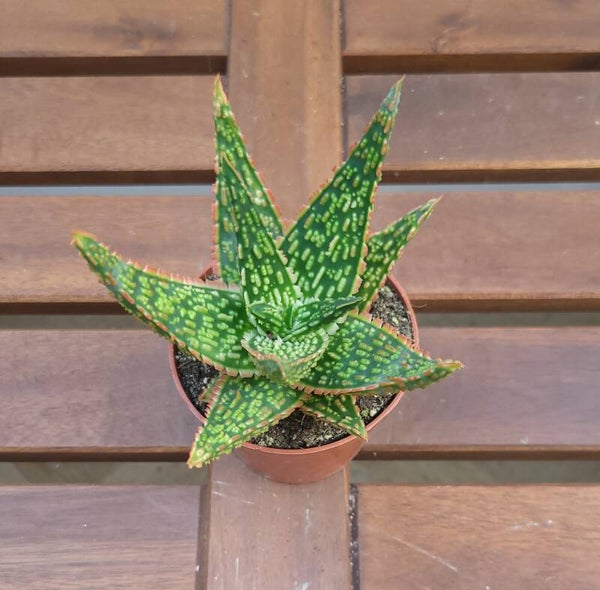 Aloe Vitro | Ø8,5cm H15cm