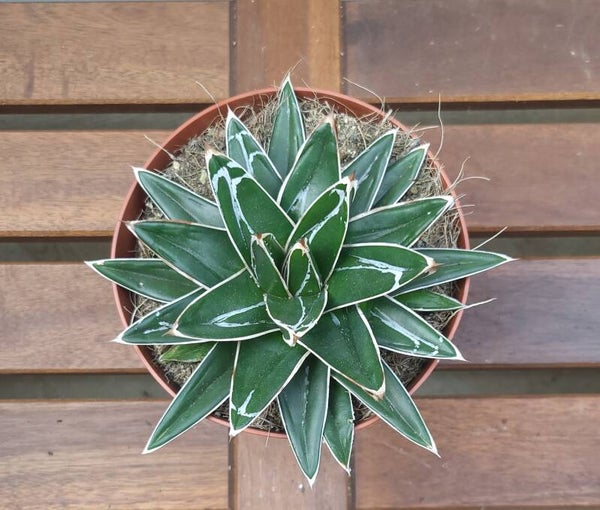 Agave victoriae reginea | Ø14cm H17cm