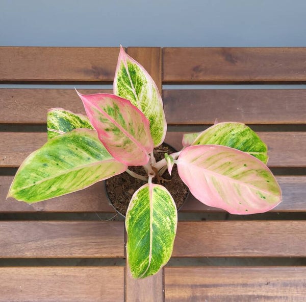 Aglaonema 'Salmon Fantasy' | Ø12cm H30cm