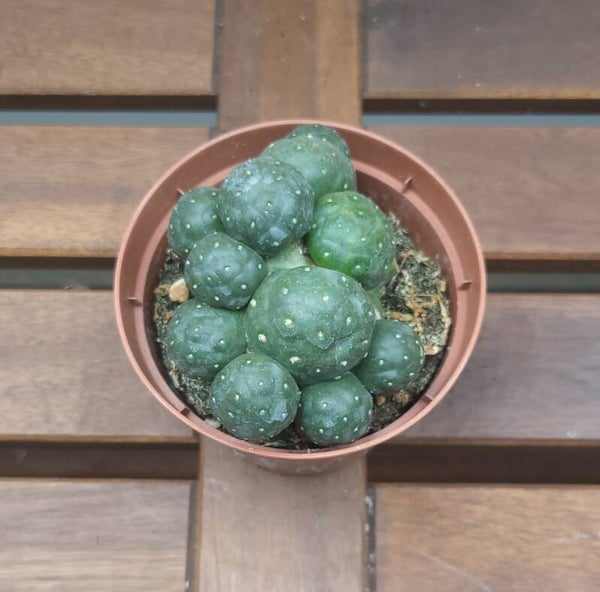 Puna Bonnieae | Ø10,5cm H13cm