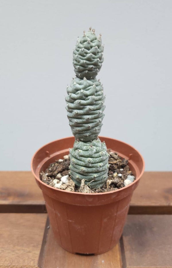 Tephrocactus diadematus | Ø8,5cm H14cm