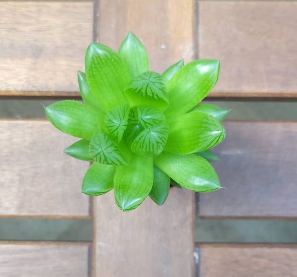Haworthia cooperi | Ø5.5cm H11cm