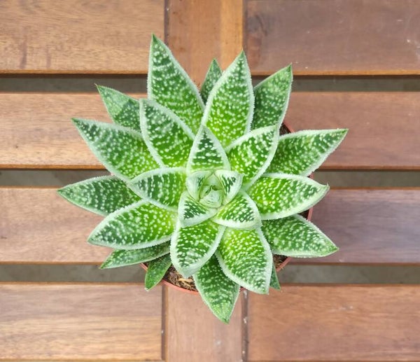 Gasteraloe 'Snow Rock' | Ø12cm H17cm