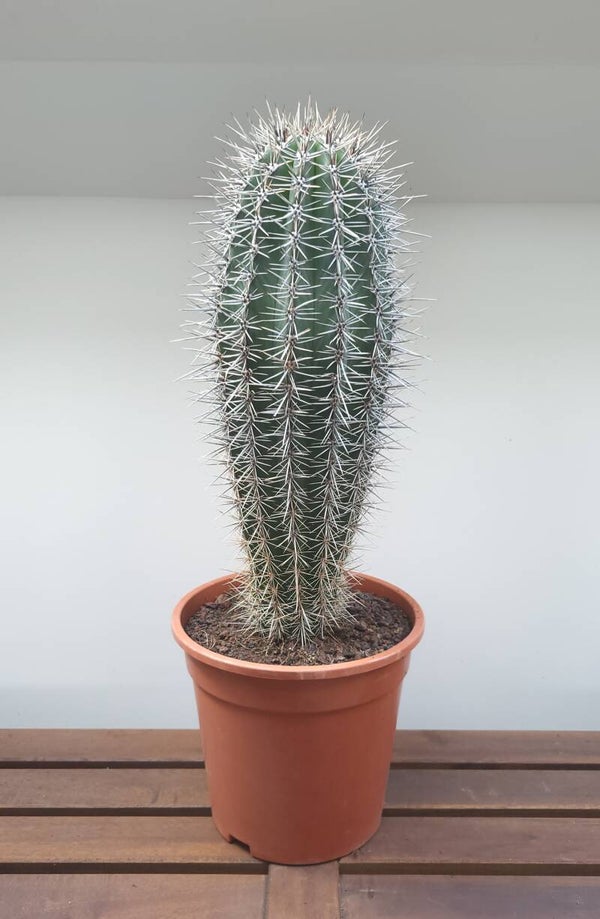 Cactus | Ø20cm H58cm