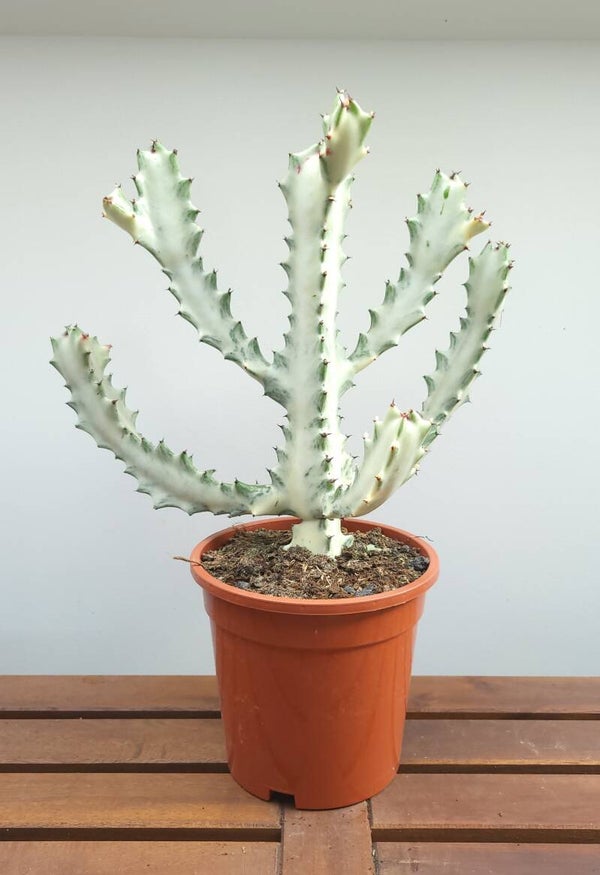 Euphorbia Lactea White Ghost | Ø17cm H45cm