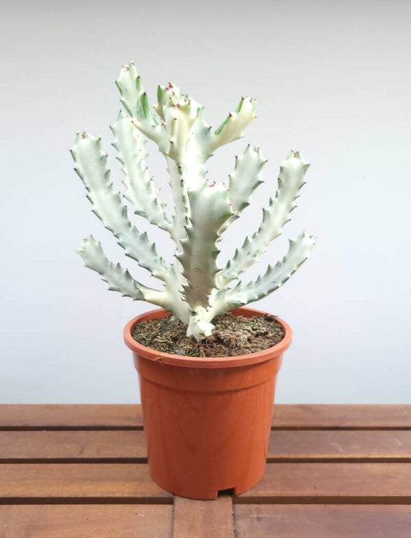 Euphorbia Lactea White Ghost | Ø17cm H41cm