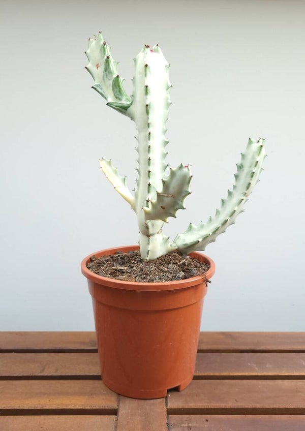 Euphorbia Lactea White Ghost | Ø17cm H43cm