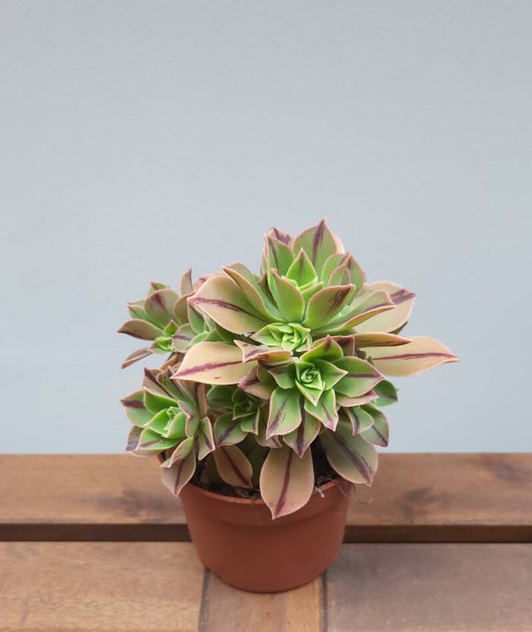 Aeonium leucoblepharum 'red stripe' | Ø10,5cm H18cm