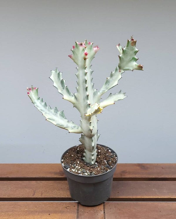 Euphorbia Lactea White Ghost | Ø13cm H36cm