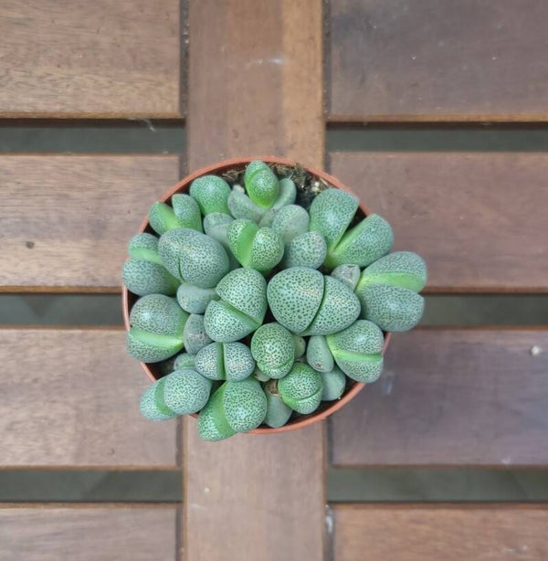 Pleiospilos Nelii | Ø8,5cm H10cm