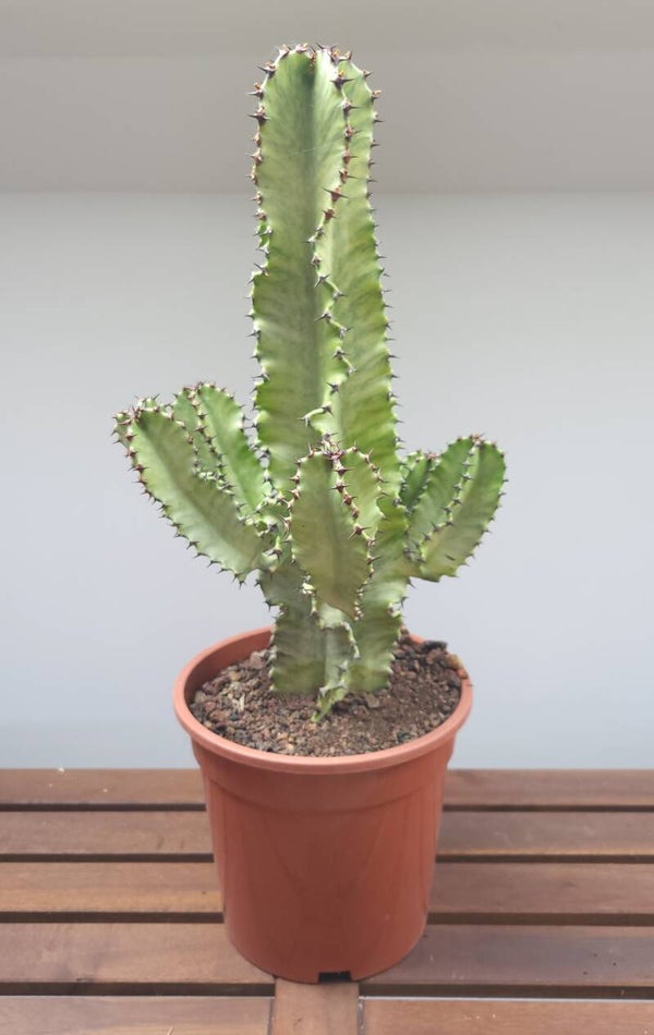 Euphorbia Erytrea variegata | Ø21cm H61cm