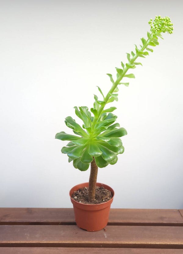 Aeonium undulatum ssp. | Ø10,5cm H21cm
