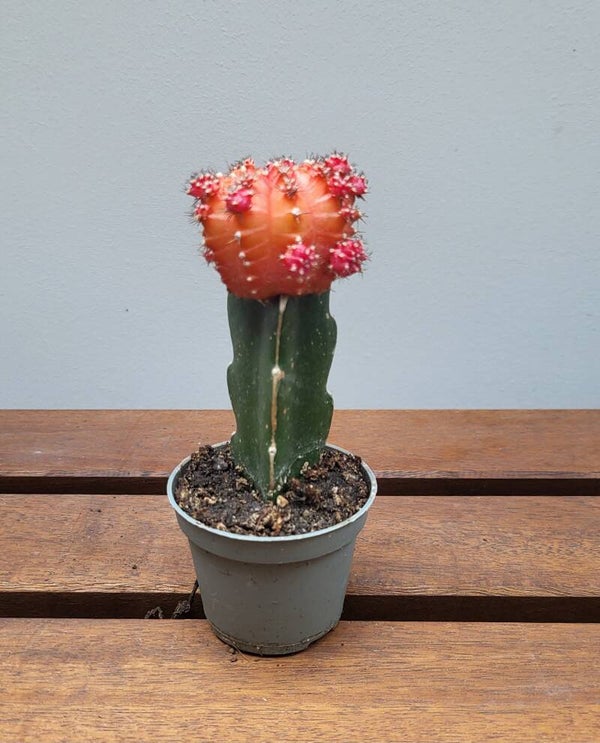 Gymnocalycium mihanovichii rood | Ø6cm H13cm