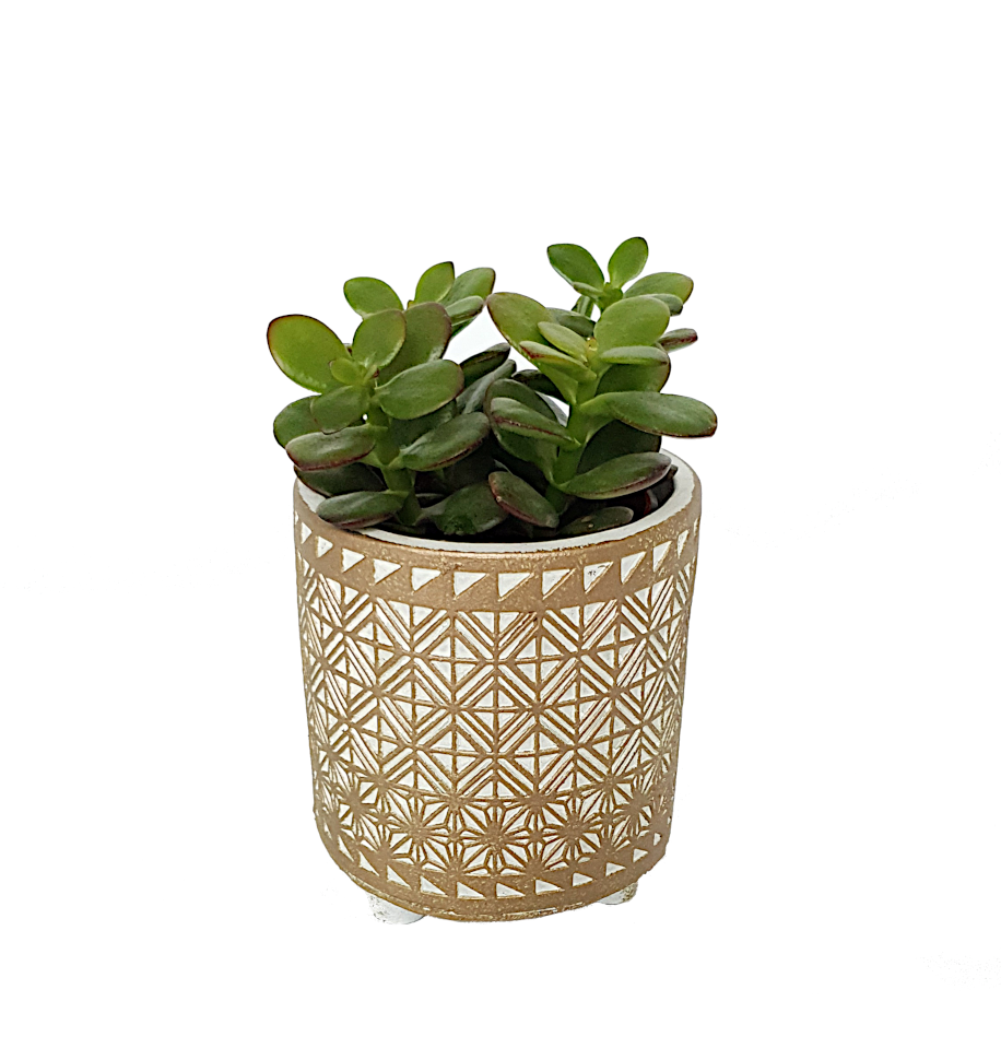 Succulent in Binti pot