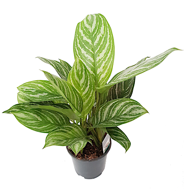 Aglaonema 'stripes'