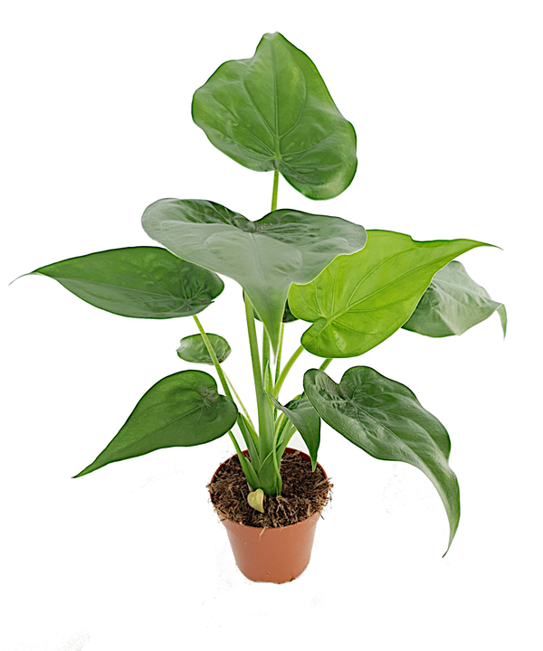 Alocasia 'Cucullata'