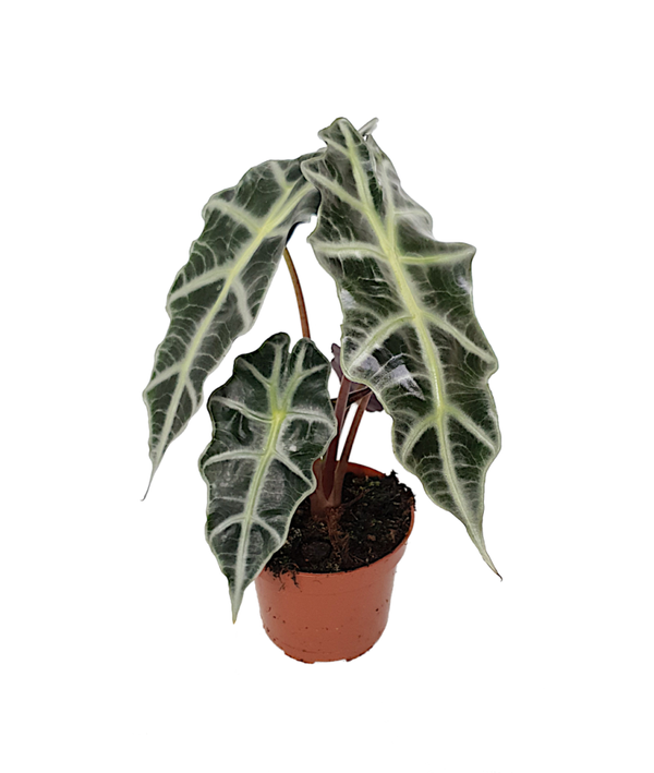 Alocasia amazonica 'Polly' | Ø12cm H35cm