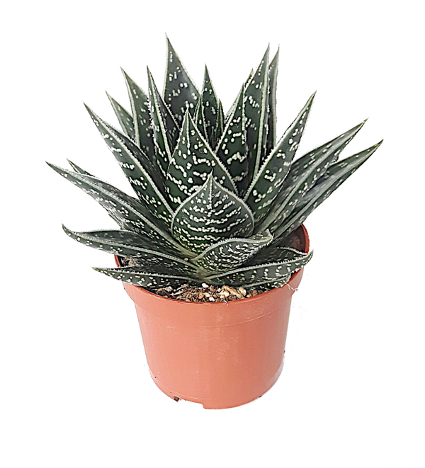 Aloe aristata 'Tiki Tahi'