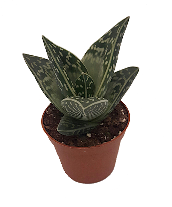 Aloe variegata - Tiger Aloe