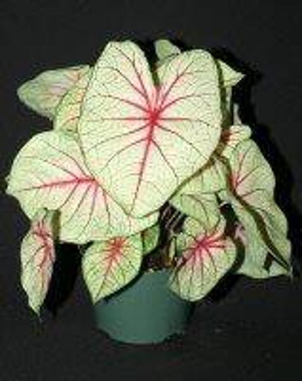 Caladium Fantasy knol