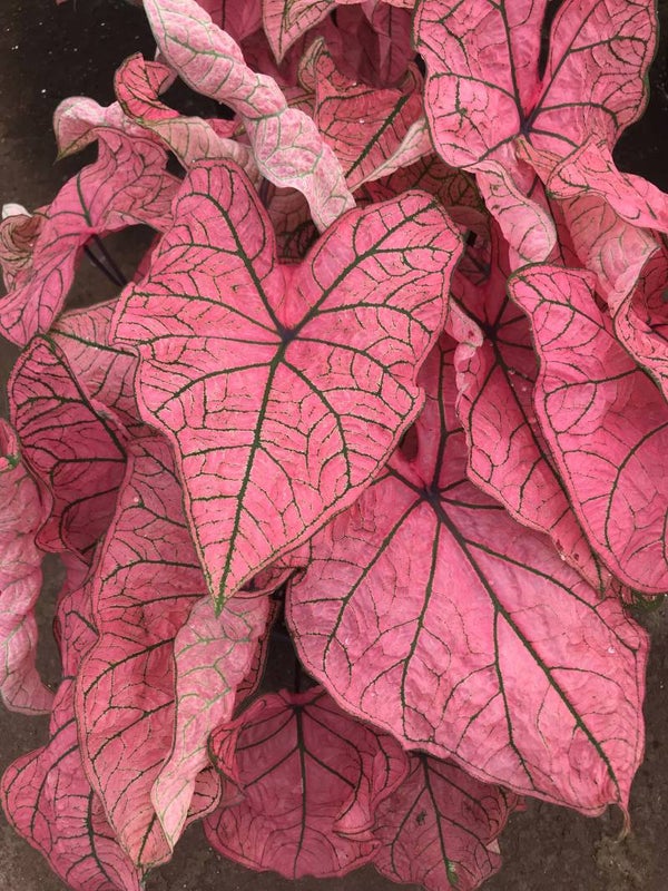 Caladium 'Spring Fling' knol
