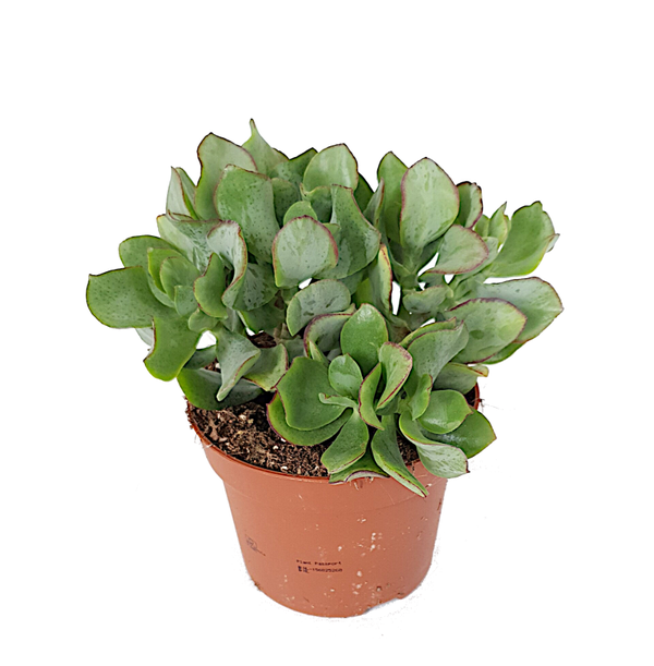 Crassula
