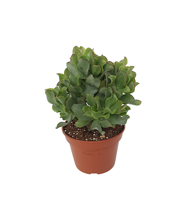 Crassula Curly Green | Ø12cm H22cm