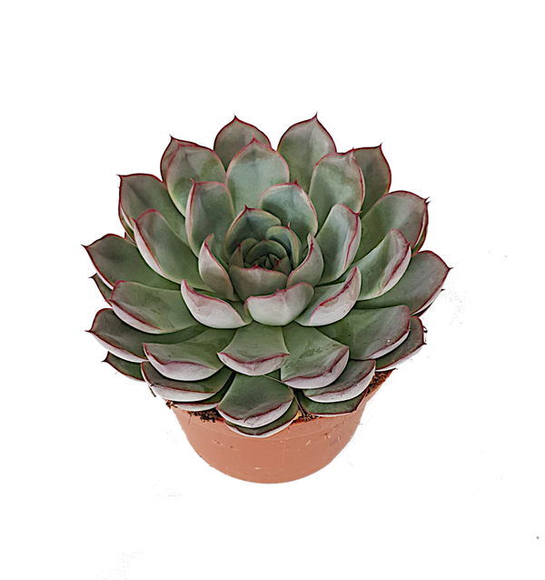 Echeveria